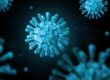 corona virus